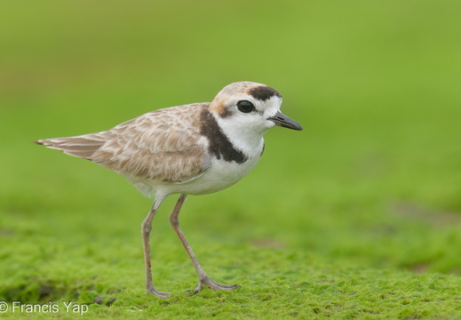 Malaysian Plover - display this album Malaysian Plover