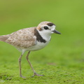 Malaysian_Plover-210612-113MSDCF-FRY09141-W.jpg