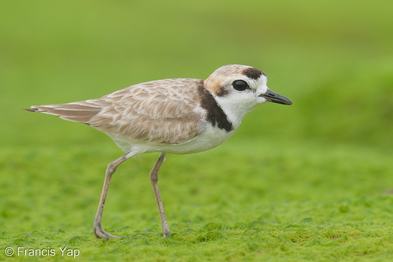Malaysian_Plover-210612-113MSDCF-FRY09378-W.jpg