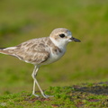 Malaysian_Plover-210912-120MSDCF-FRY02570-W.jpg