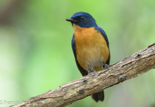 Mangrove Blue Flycatcher - display this album Mangrove Blue Flycatcher