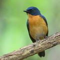 Mangrove_Blue_Flycatcher-220327-143MSDCF-FRY07811-W.jpg