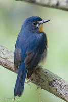 Mangrove Blue Flycatcher-251001-125FRYAP-FYA00639-W.jpg