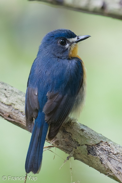 Mangrove_Blue_Flycatcher-251001-125FRYAP-FYA00639-W.jpg
