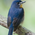 Mangrove_Blue_Flycatcher-251001-125FRYAP-FYA00639-W.jpg