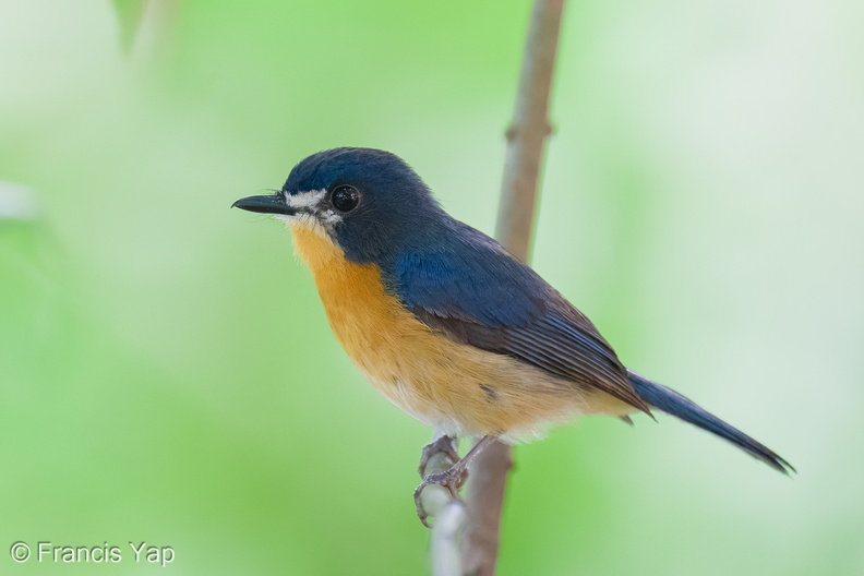 Mangrove_Blue_Flycatcher-251006-125FRYAP-FYA08545-W.jpg