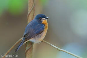 Mangrove Blue Flycatcher-251016-126FRYAP-FYA05066-W.jpg
