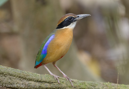 Mangrove Pitta - display this album Mangrove Pitta