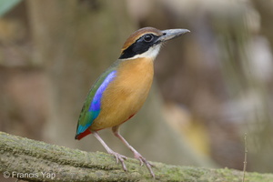 Mangrove Pitta-161210-107EOS1D-F1X28757-W.jpg