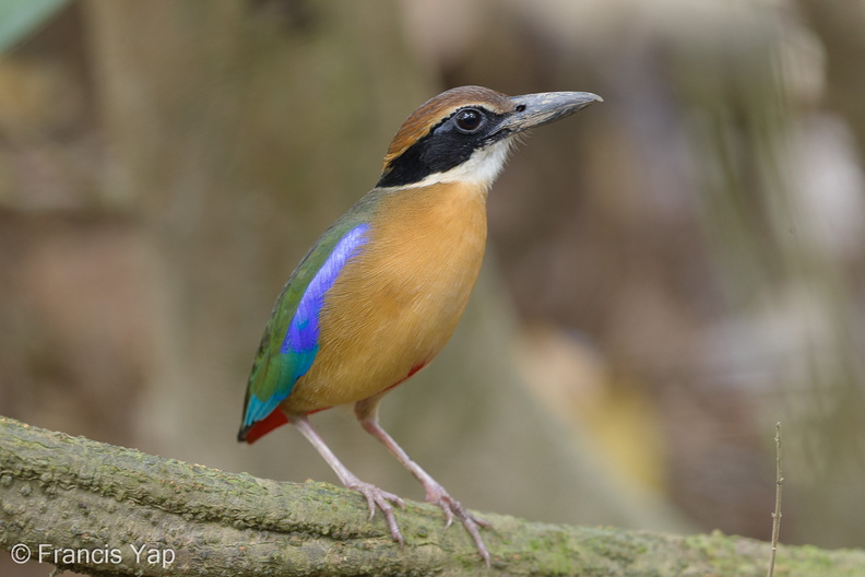 Mangrove_Pitta-161210-107EOS1D-F1X28757-W.jpg