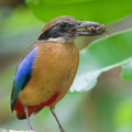 Mangrove_Pitta-190608-117ND500-FYP_8233-W.jpg