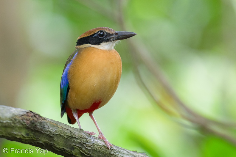 Mangrove_Pitta-251214-144FRYAP-FYA04389-W.jpg
