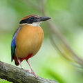 Mangrove_Pitta-251214-144FRYAP-FYA04389-W.jpg