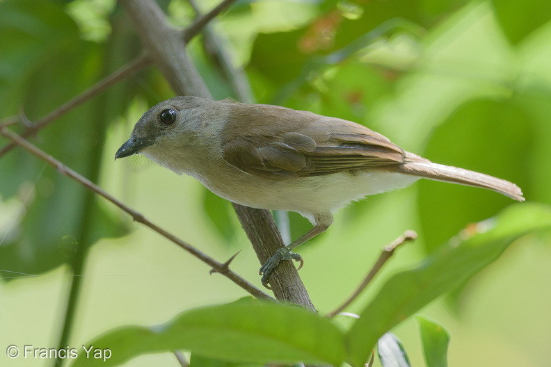 Mangrove_Whistler-140511-116EOS1D-FY1X5516-W.jpg
