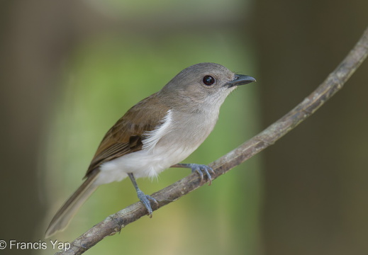 Mangrove Whistler - display this album Mangrove Whistler