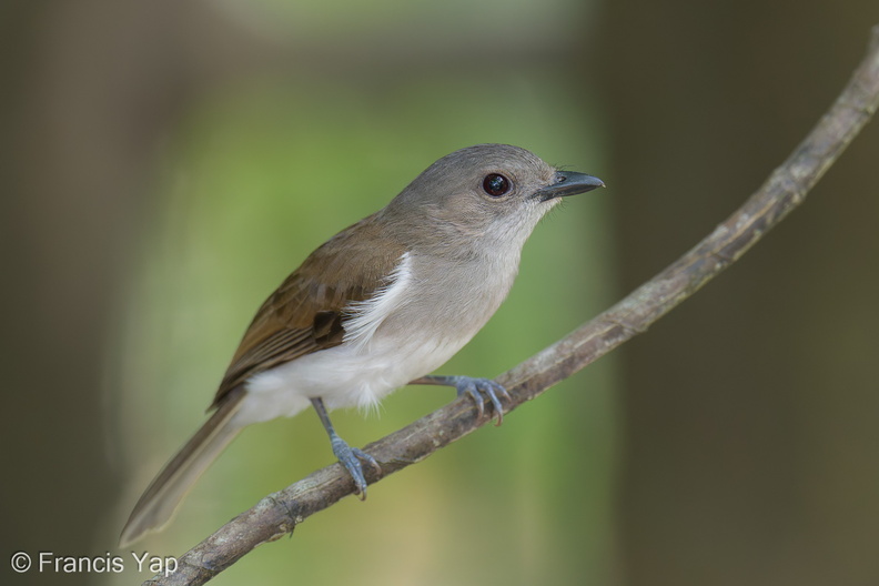 Mangrove_Whistler-220302-141MSDCF-FRY08305-W.jpg