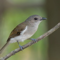 Mangrove_Whistler-220302-141MSDCF-FRY08305-W.jpg