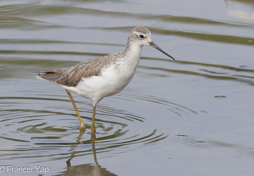 Marsh Sandpiper - display this album Marsh Sandpiper