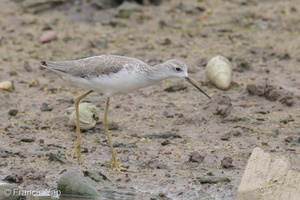 Marsh Sandpiper-221104-158MSDCF-FYP05209-W.jpg