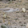 Marsh_Sandpiper-221104-158MSDCF-FYP05209-W.jpg