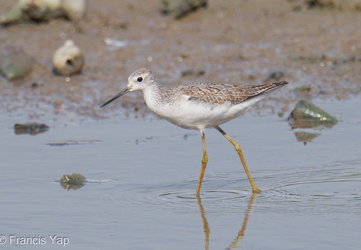 Marsh Sandpiper - display this album Marsh Sandpiper