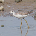 Marsh_Sandpiper-250818-119FRYAP-FYA03659-W.jpg