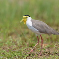 Masked_Lapwing-160807-103EOS1D-F1X21987-W.jpg