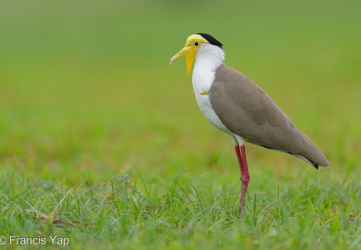 Masked Lapwing - display this album Masked Lapwing