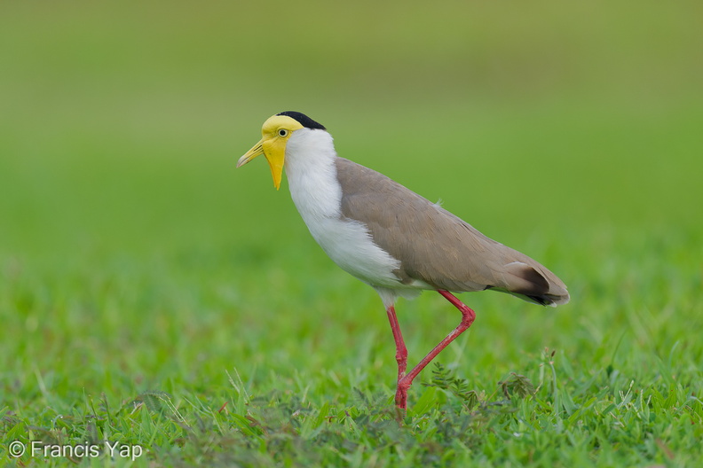 Masked_Lapwing-250908-122FRYAP-FYA06637-W.jpg