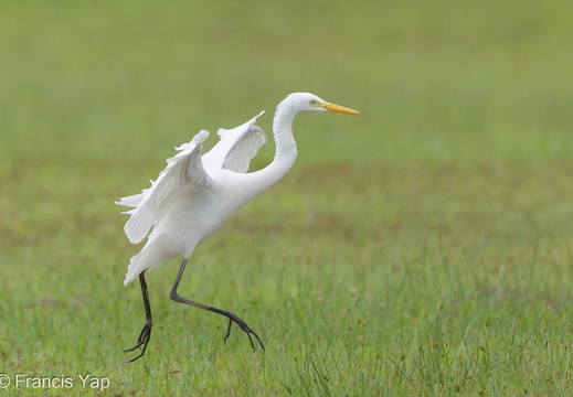 Medium Egret - display this album Medium Egret