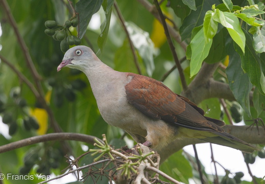 Mountain Imperial Pigeon - display this album Mountain Imperial Pigeon