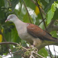 Mountain_Imperial_Pigeon-170101-108EOS1D-F1X25927-W.jpg