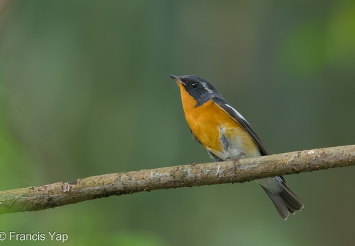 Mugimaki Flycatcher - display this album Mugimaki Flycatcher