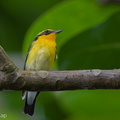 Narcissus_Flycatcher-201204-104CANON-FY5R9538-W.jpg