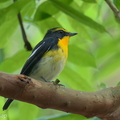 Narcissus_Flycatcher-250325-101FRYAP-FYA02247-W.jpg