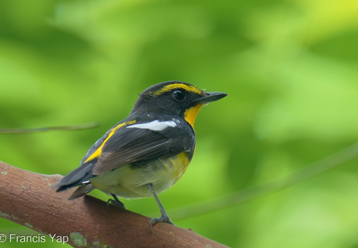 Narcissus Flycatcher - display this album Narcissus Flycatcher
