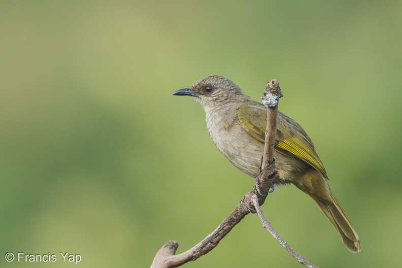 Olive-winged_Bulbul-120504-110EOS1D-FYAP9734-W.jpg