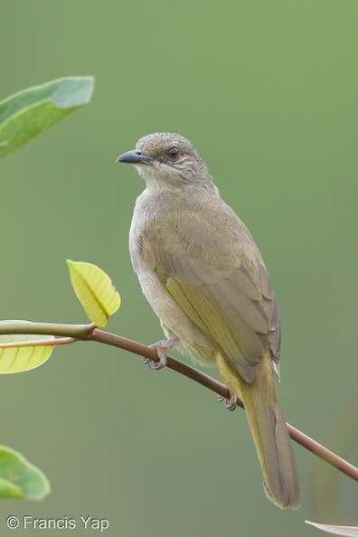 Olive-winged_Bulbul-140115-112EOS1D-FY1X8413-W.jpg