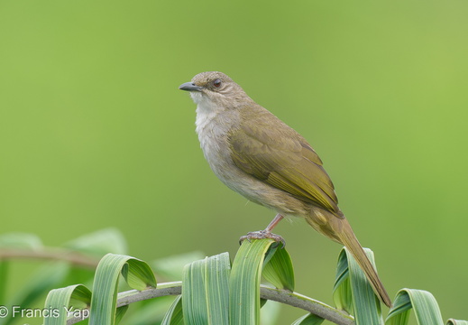 Olive-winged Bulbul - display this album Olive-winged Bulbul