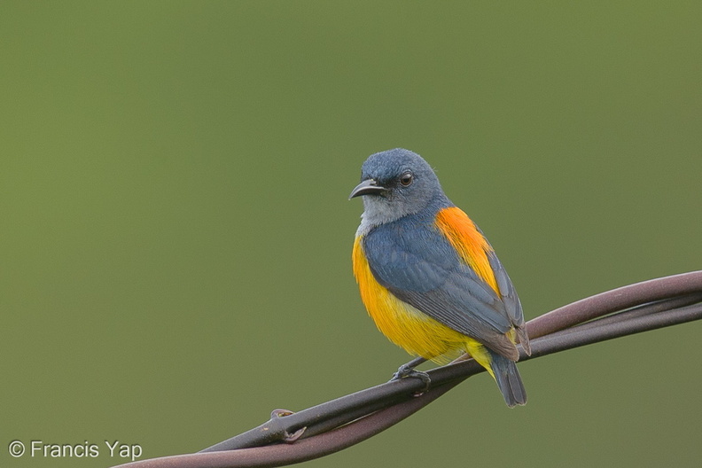 Orange-bellied_Flowerpecker-131226-112EOS1D-FY1X5533-W.jpg