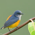 Orange-bellied_Flowerpecker-210127-129MSDCF-FYP07261-W.jpg
