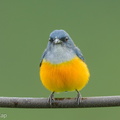 Orange-bellied_Flowerpecker-211112-128MSDCF-FRY02655-W.jpg
