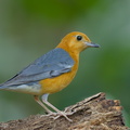 Orange-headed_Thrush-150225-120EOS1D-FY1X2223-W.jpg
