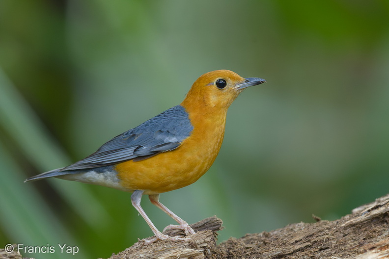 Orange-headed_Thrush-150225-120EOS1D-FY1X2372-W.jpg