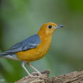 Orange-headed_Thrush-150225-120EOS1D-FY1X2372-W.jpg
