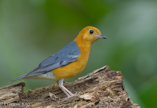 Orange-headed Thrush - display this album Orange-headed Thrush