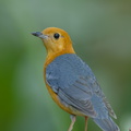 Orange-headed_Thrush-150225-120EOS1D-FY1X2719-W.jpg
