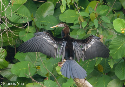 Oriental Darter - display this album Oriental Darter