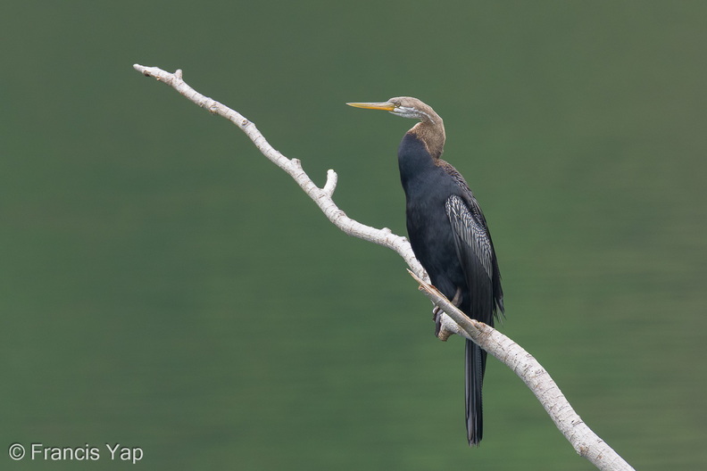 Oriental_Darter-251112-132FRYAP-FYA01777-W.jpg
