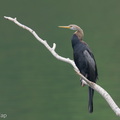 Oriental_Darter-251112-132FRYAP-FYA01777-W.jpg